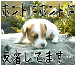 MIEDOG Jack Russell terrier sticker 4 sticker #14216386