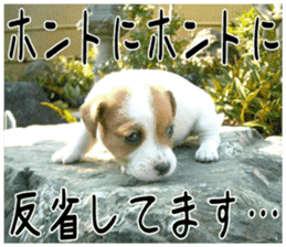 MIEDOG Jack Russell terrier sticker 4 sticker #14216386