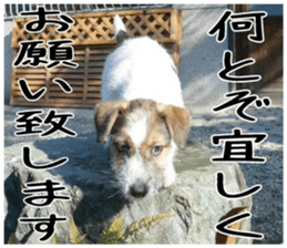 MIEDOG Jack Russell terrier sticker 4 sticker #14216387