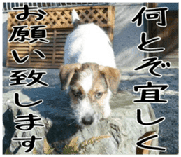 MIEDOG Jack Russell terrier sticker 4 sticker #14216387