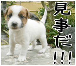MIEDOG Jack Russell terrier sticker 4 sticker #14216388