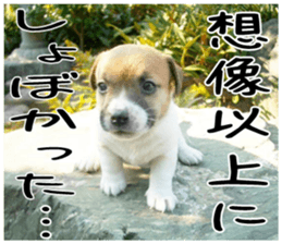 MIEDOG Jack Russell terrier sticker 4 sticker #14216389
