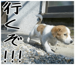 MIEDOG Jack Russell terrier sticker 4 sticker #14216390