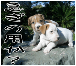 MIEDOG Jack Russell terrier sticker 4 sticker #14216391