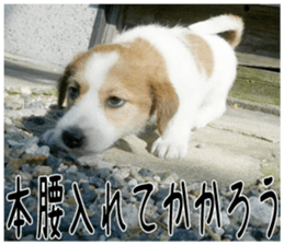 MIEDOG Jack Russell terrier sticker 4 sticker #14216392