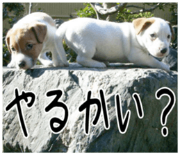 MIEDOG Jack Russell terrier sticker 4 sticker #14216393