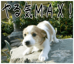 MIEDOG Jack Russell terrier sticker 4 sticker #14216394