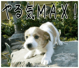 MIEDOG Jack Russell terrier sticker 4 sticker #14216394