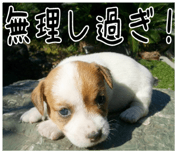MIEDOG Jack Russell terrier sticker 4 sticker #14216395