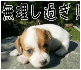 MIEDOG Jack Russell terrier sticker 4 sticker #14216395