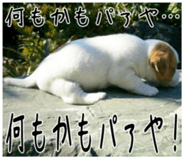 MIEDOG Jack Russell terrier sticker 4 sticker #14216396