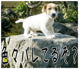 MIEDOG Jack Russell terrier sticker 4 sticker #14216397