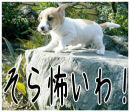 MIEDOG Jack Russell terrier sticker 4 sticker #14216398