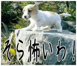 MIEDOG Jack Russell terrier sticker 4 sticker #14216398