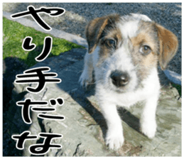 MIEDOG Jack Russell terrier sticker 4 sticker #14216399