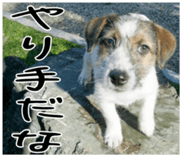 MIEDOG Jack Russell terrier sticker 4 sticker #14216399