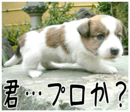 MIEDOG Jack Russell terrier sticker 4 sticker #14216400