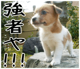 MIEDOG Jack Russell terrier sticker 4 sticker #14216401