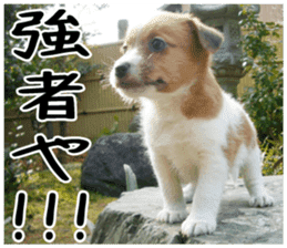 MIEDOG Jack Russell terrier sticker 4 sticker #14216401