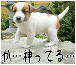 MIEDOG Jack Russell terrier sticker 4 sticker #14216402