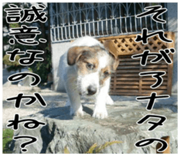 MIEDOG Jack Russell terrier sticker 4 sticker #14216403