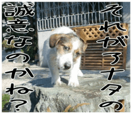 MIEDOG Jack Russell terrier sticker 4 sticker #14216403