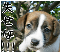 MIEDOG Jack Russell terrier sticker 4 sticker #14216404