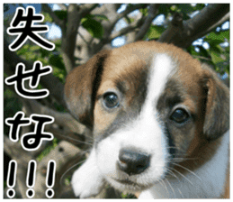 MIEDOG Jack Russell terrier sticker 4 sticker #14216404