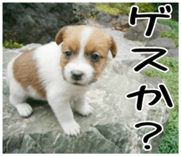 MIEDOG Jack Russell terrier sticker 4 sticker #14216405