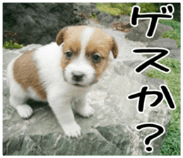 MIEDOG Jack Russell terrier sticker 4 sticker #14216405