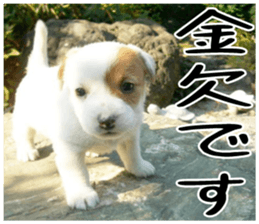 MIEDOG Jack Russell terrier sticker 4 sticker #14216406