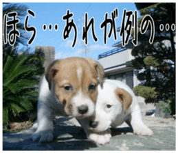 MIEDOG Jack Russell terrier sticker 4 sticker #14216407