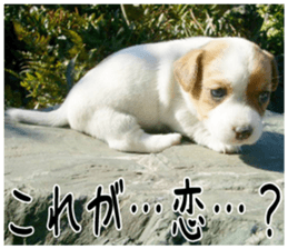 MIEDOG Jack Russell terrier sticker 4 sticker #14216408