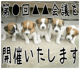 MIEDOG Jack Russell terrier sticker 4 sticker #14216409