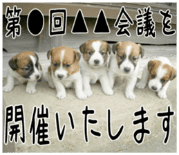 MIEDOG Jack Russell terrier sticker 4 sticker #14216409