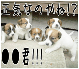 MIEDOG Jack Russell terrier sticker 4 sticker #14216410
