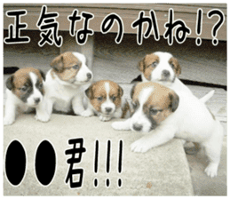 MIEDOG Jack Russell terrier sticker 4 sticker #14216410