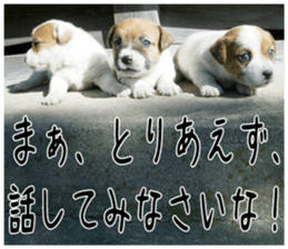 MIEDOG Jack Russell terrier sticker 4 sticker #14216411