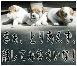 MIEDOG Jack Russell terrier sticker 4 sticker #14216411
