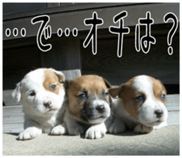 MIEDOG Jack Russell terrier sticker 4 sticker #14216412