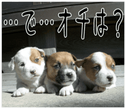 MIEDOG Jack Russell terrier sticker 4 sticker #14216412