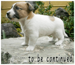 MIEDOG Jack Russell terrier sticker 4 sticker #14216413