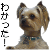 Riki and Karin sticker #14217328