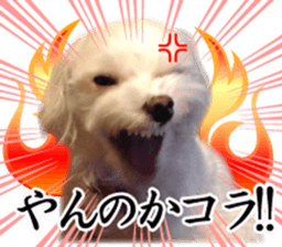 Riki and Karin sticker #14217331