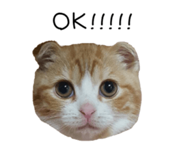 kinaco in my home4 ~English ~ sticker #14218823