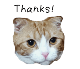 kinaco in my home4 ~English ~ sticker #14218829