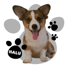 Corgi Puppy: Halu