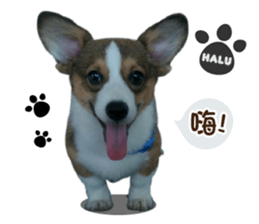 Corgi Puppy: Halu sticker #14218910
