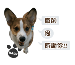 Corgi Puppy: Halu sticker #14218911