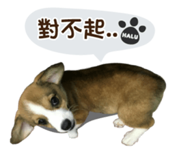 Corgi Puppy: Halu sticker #14218912
